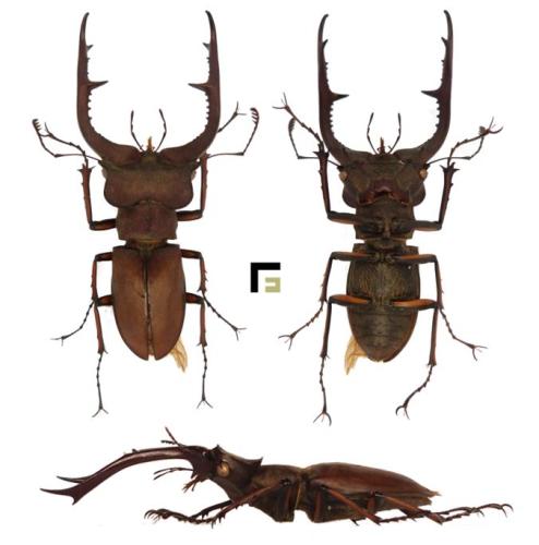 Lucanus cyclommatoides